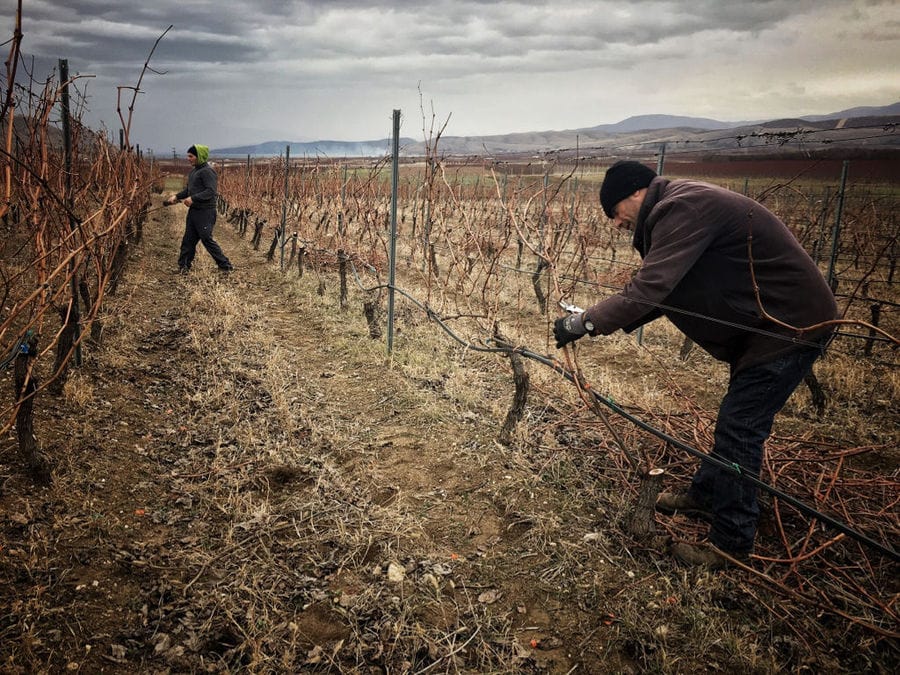 two men cutting vines at 'Domaine Karanika' vineyards